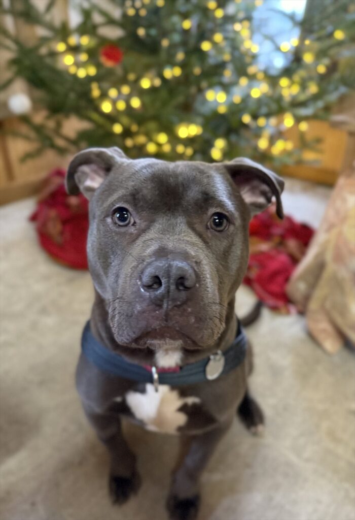 A gray dog with a white chest sitting in front of a lit Christmas tree and looking at the camera