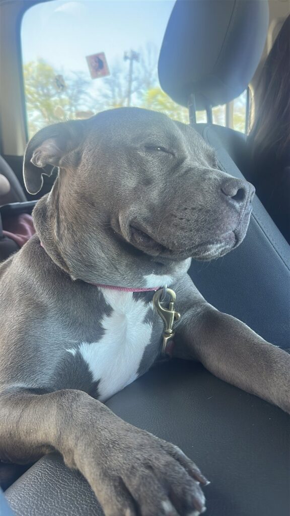 A gray dog with a white chest resting its front paws on a car seat with eyes closed and a contented expression, autumn leaves visible through the window