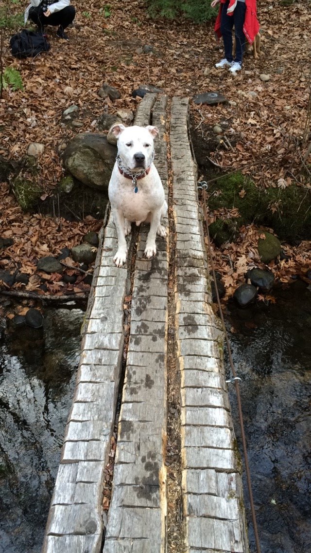 A white dog sitting on a weathered plank footbridge over a stream, with fallen autumn leaves and mossy rocks on both banks