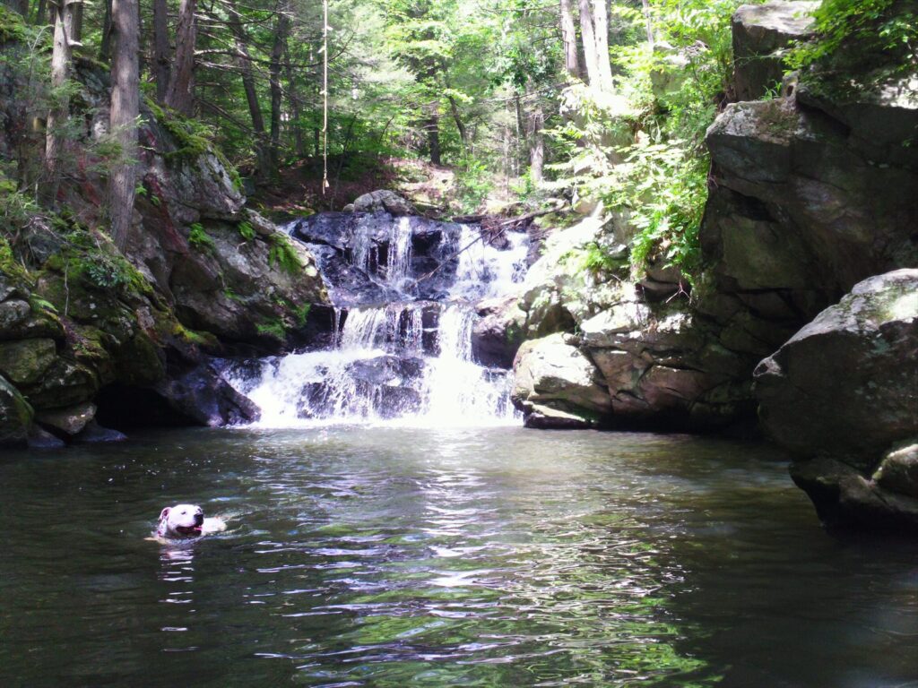 A white dog swimming in a still pool below a small waterfall, surrounded by rocks and summer woods